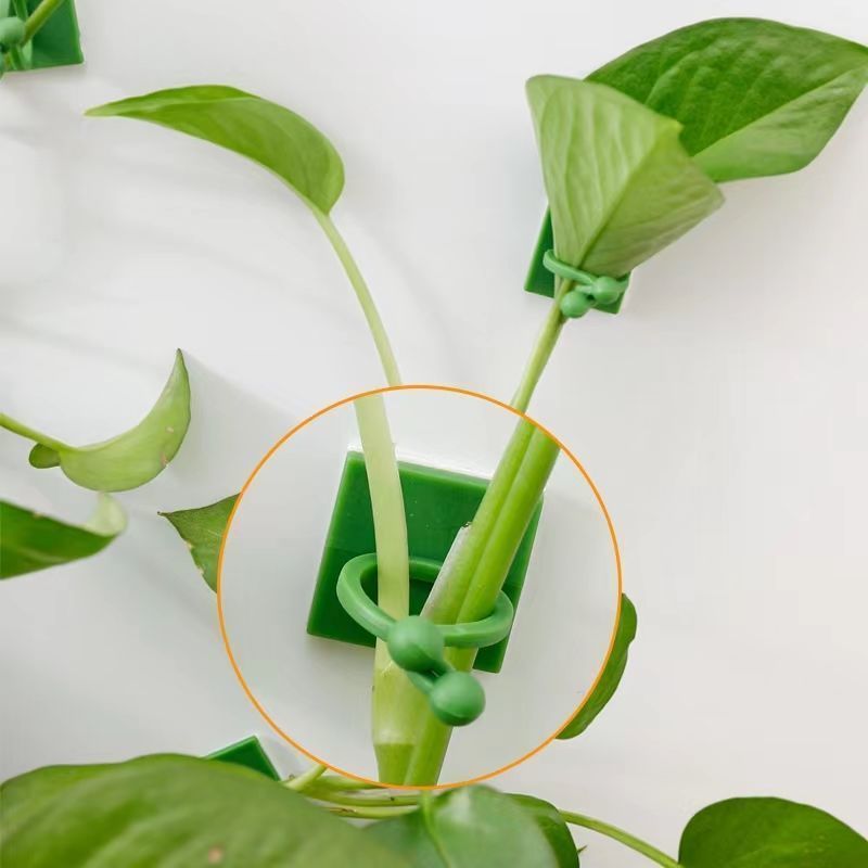Clipes Autoadesivos para Fixaç - Vine Climbing Plastic avaliação e preço